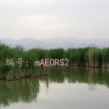 ļ